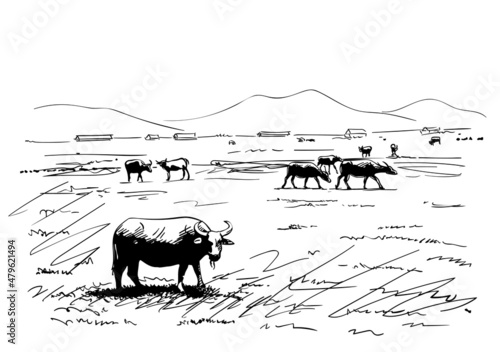 buffalo