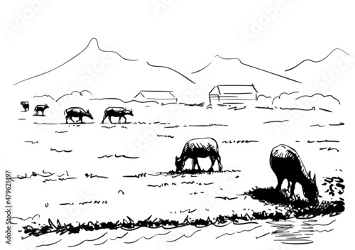 buffalo