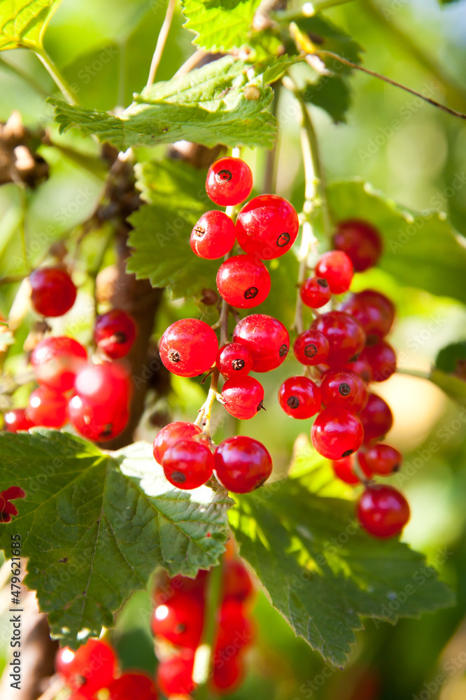 Macro shot of ripening red currant berries. High quality photo. Red ripe berries, close-up Macro shot of ripening red currant berries. High quality photo. Red ripe berries, close-up