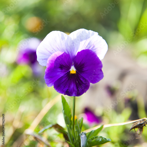 Close up of a purple pansy against blurry background. Pansy flower close up surrounded by green leaves.