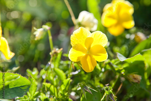Yellow pansy flower. The garden pansy is a type of large-flowered hybrid plant cultivated as a garden flower.
