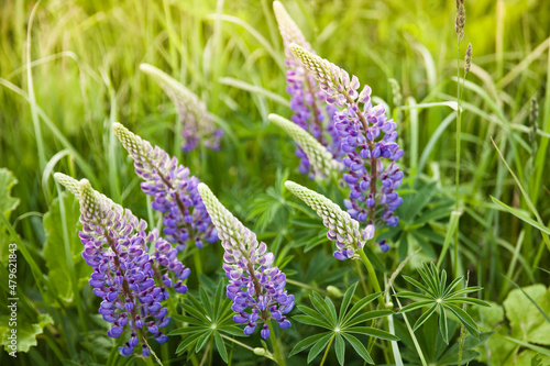 Purple lupins. Beautiful colorful blooming lupine flower on green background. Flower field