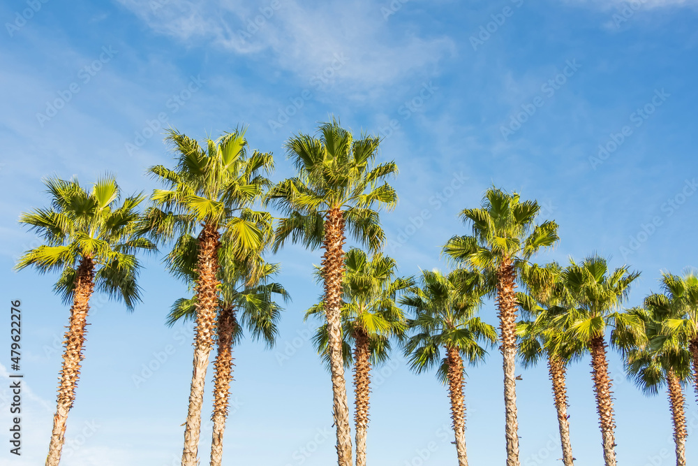 Naklejka premium Alley of palms on a background of blue sky.