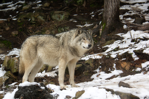 Grey wolf on the snow © SofotoCool