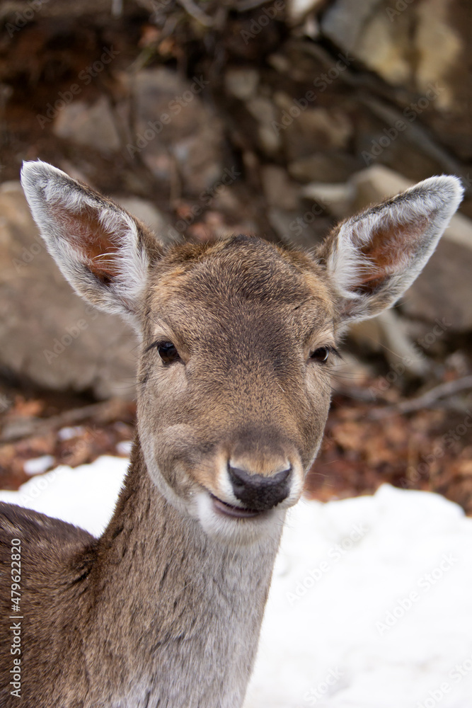 Close up of the head of a deer in winter Close up of the head of a deer in winter