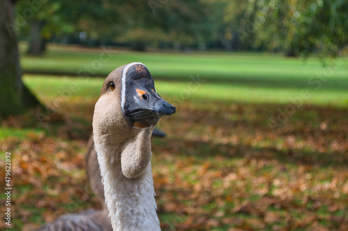 Bd Driburg - gräflicher Park - Toulouser Gans photo