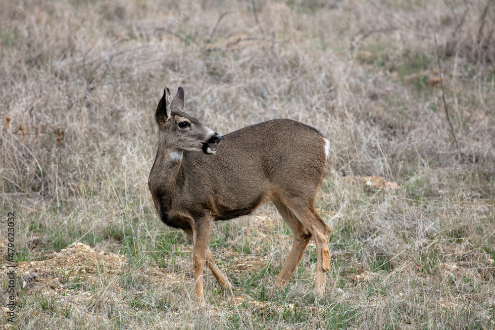 Female Doe Mule Deers Browsing in the Californias Hills Female Doe Mule Deers Browsing in the Californias Hills
