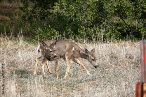 Female Doe Mule Deer Browsing in the Californias Hills