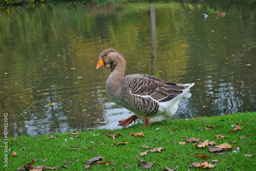 Bd Driburg - gräflicher Park - Toulouser Gans photo