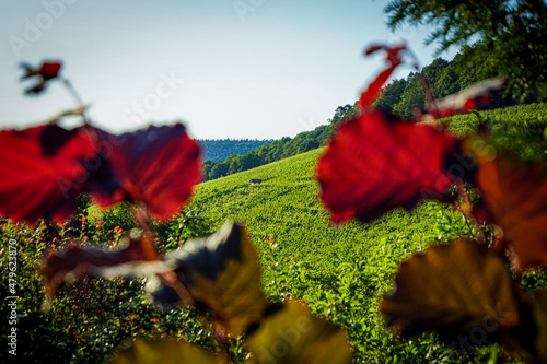 Obraz na płótnie View on a vineyard with green leafs, shot through red leafs, bokeh w salonie