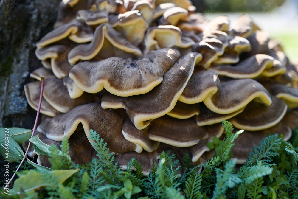 Grifola frondosa (ram's head mushroom, maitake). An unusual mushroom near an old stump.