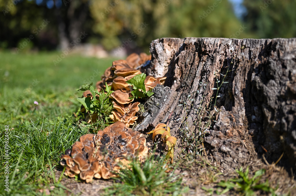 Fototapeta premium An old tree stump in the forest overgrown with mushrooms. Sunny day, close-up. There is green grass around the stump.
