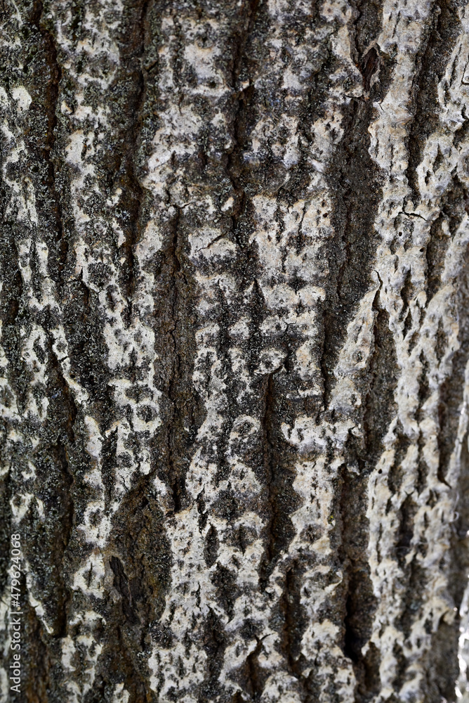 Natural abstract background. Close-up tree bark texture. Natural abstract background. Close-up tree bark texture.