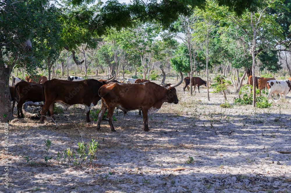 Domestic cattle, Bovini / Longhorn herd of cattle foraging in Namibia, Africa. Domestic cattle, Bovini / Longhorn herd of cattle foraging in Namibia, Africa.