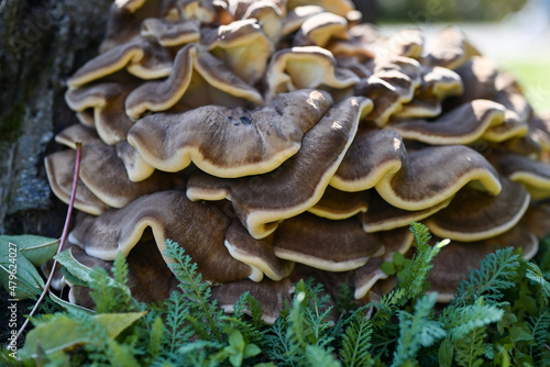 Grifola frondosa (ram's head mushroom, maitake). An unusual mushroom near an old stump.