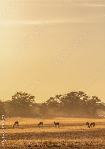 Springbok in the golden morning sunlight  Kgalagadi