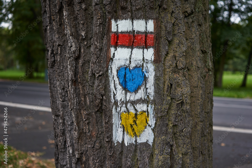 Fototapeta premium Tourist signs on the bark of trees - orientation during a forest walk