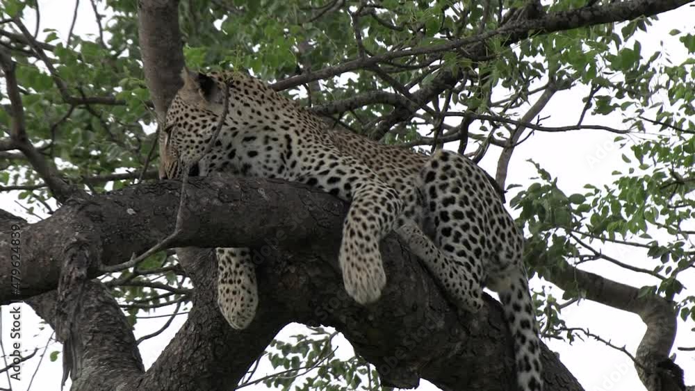Close view of leopard on tree branch waking up and licking face Close view of leopard on tree branch waking up and licking face