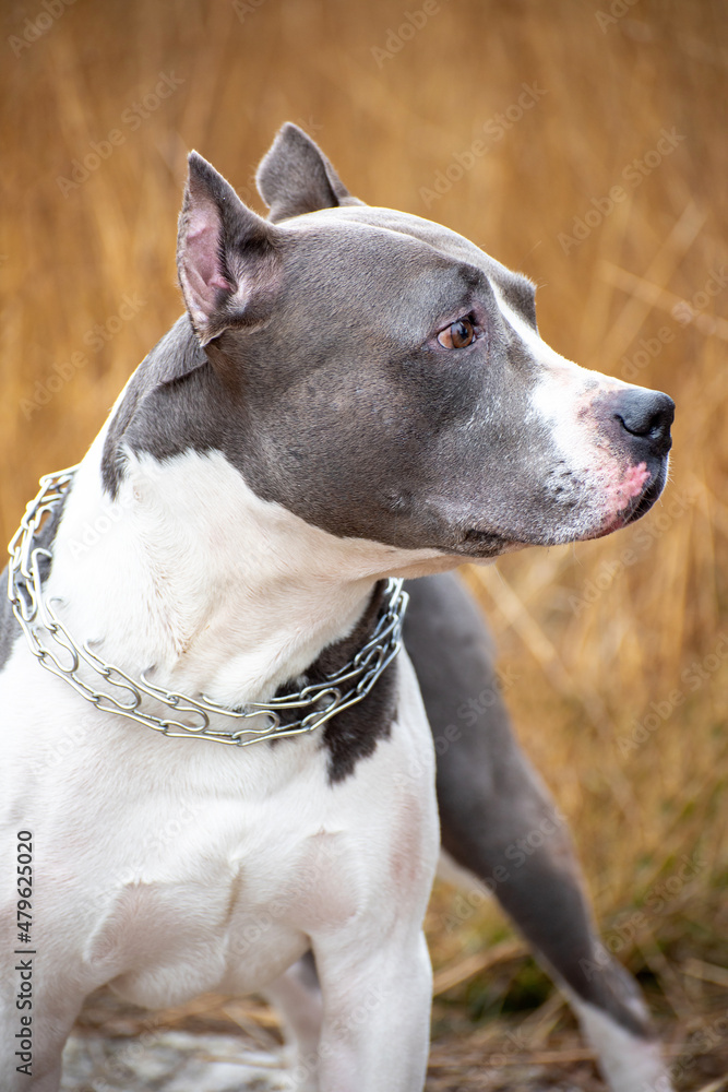 Portrait of a dog, purebred male, an angry shepherd dog looks at the camera. Dog without a muzzle, watchman in the house, guarding the owner American Staffordshire Terrier