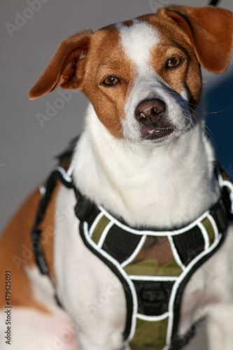 A Cute Jack Russel Terrier Support Wearing  Dog Wearing a Vest Looking Very Cute © Gary Peplow