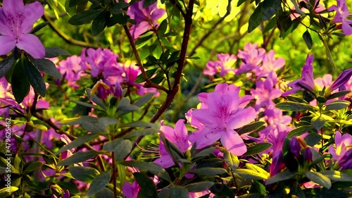 Blooming pink azalea in sun-drenched spring botanical garden. Open purple flower buds in green summer park. Rhododendron bushes in bloom in tropical garden. Rhododendron catawbiense, Boursault Flowers photo