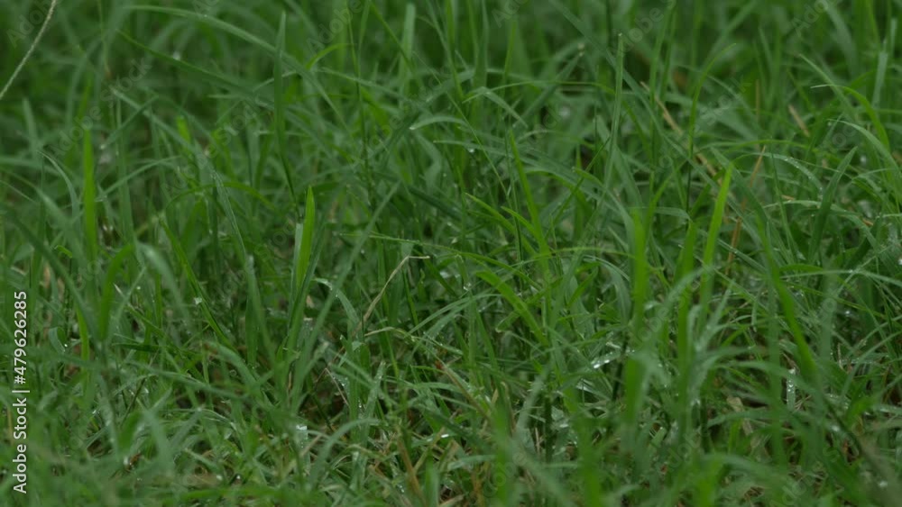 Medium close up of green grass wet with raindrops, gently swaying in the breeze Medium close up of green grass wet with raindrops, gently swaying in the breeze