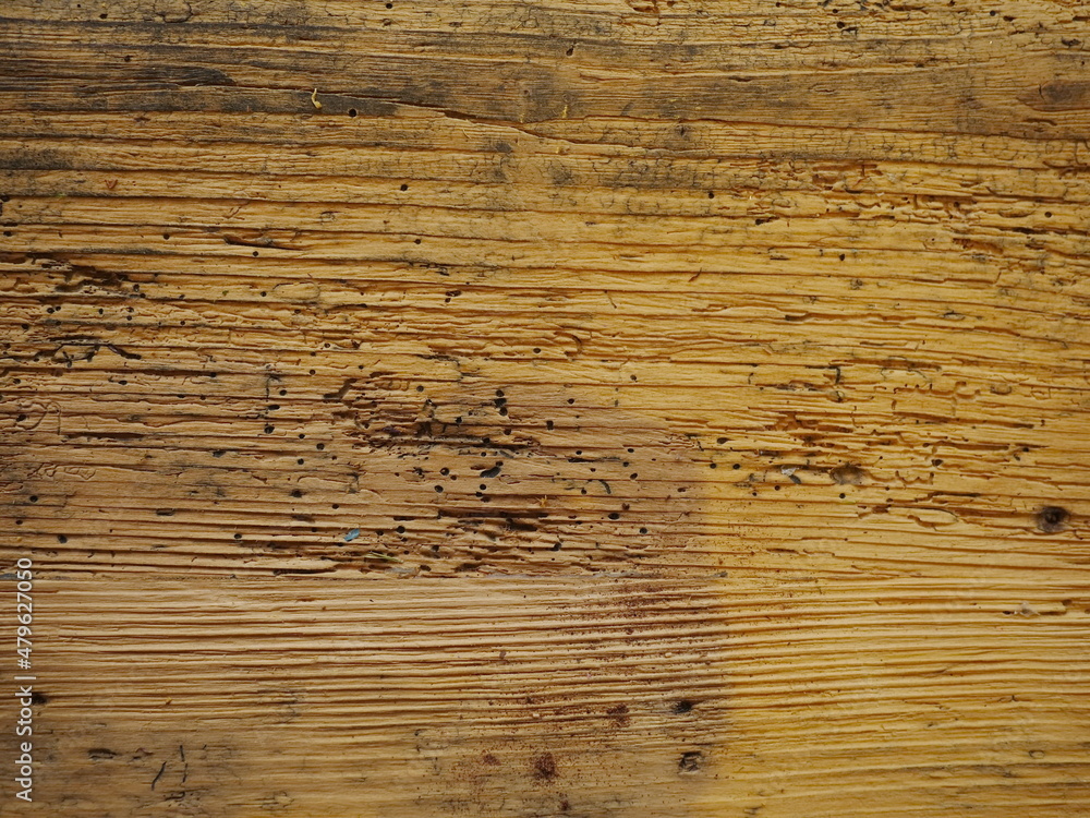 Fototapeta premium Wood worm holes