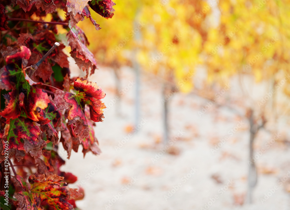 Red autumn vine leaves closeup with row of yellow vine plants in out of focus background, copy space
