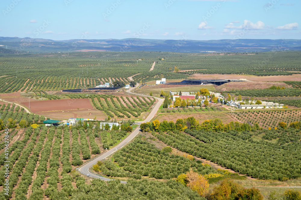 Olivares en la Comarca del Condado, provincia de Jaén, España. Campos agrícolas de Jaén