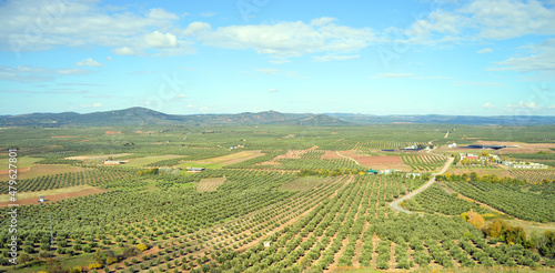 Olivares de la Comarca del Condado en la provincia de Jaén, España. Olivares de Jaén
