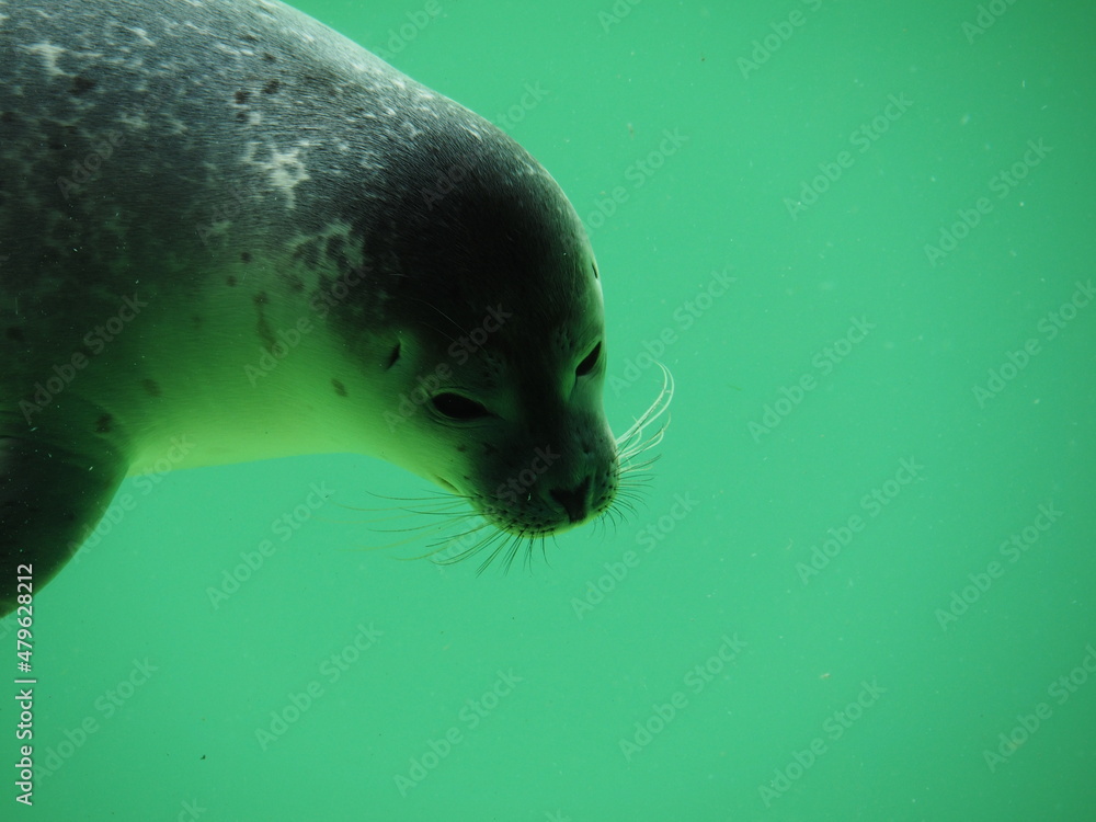 Naklejka premium Seehundebaby