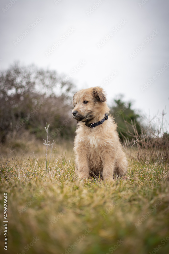 Chiot labrit bergers des Pyrénées Chiot labrit bergers des Pyrénées