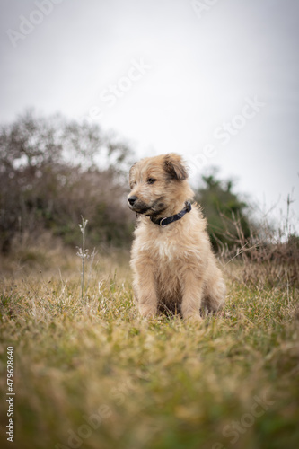 Chiot labrit bergers des Pyrénées 