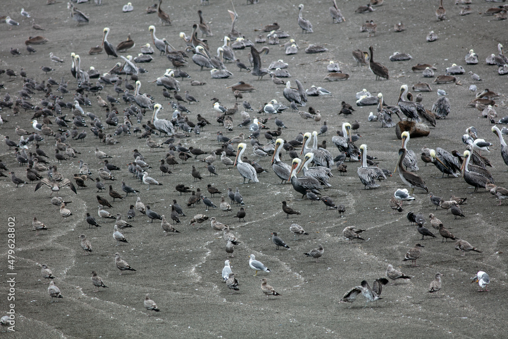 Obraz premium The Mouth of the California Russian River Estuary looking at the Depositional Delta Island with Hundreds of Pelicans and Sea Gull Sea Birds Resting on the Silty Island