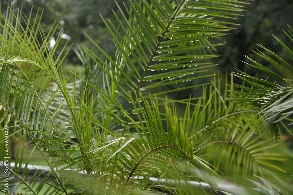 Palma tropikalna zielone liście - obrazy, fototapety, plakaty 