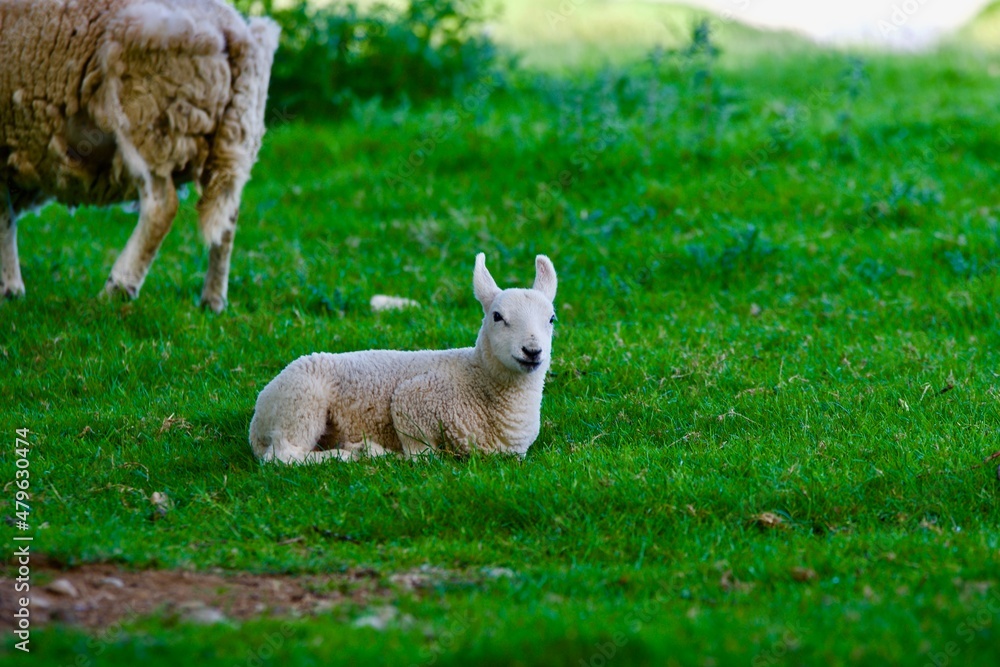 Obraz premium lamb in the meadow