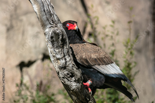 The Bateleur Snake Eagle Perched on a Tree Branch photo