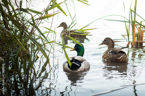 Fototapeta mallard macho y mallard hembra miran hacia la izquierda mientras nadan tranquilamente en el lago natural en un día soleado