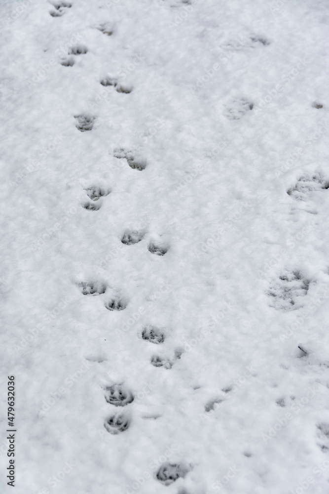 March thaw in the city with a drop and wet heavy snow. March thaw in the city with a drop and wet heavy snow.