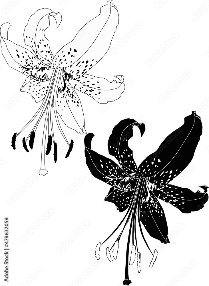 black lily two blooms outlines isolated on white black lily two blooms outlines isolated on white