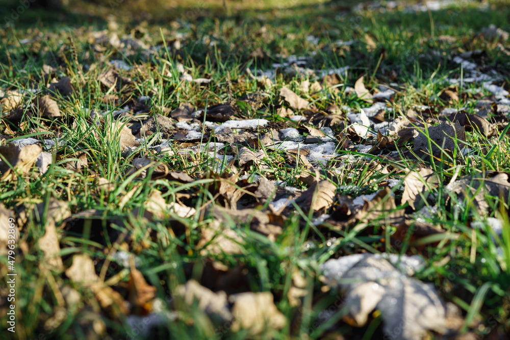 During the thaw, young green grass grows through the melting snow During the thaw, young green grass grows through the melting snow