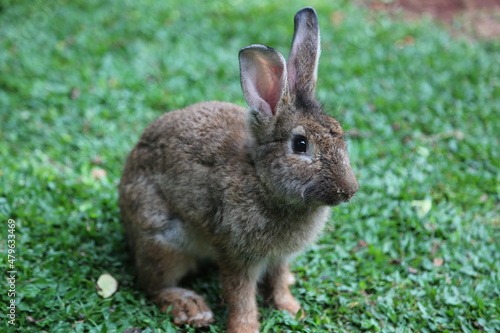 Local rabbits in Indonesia are very well preserved fur.