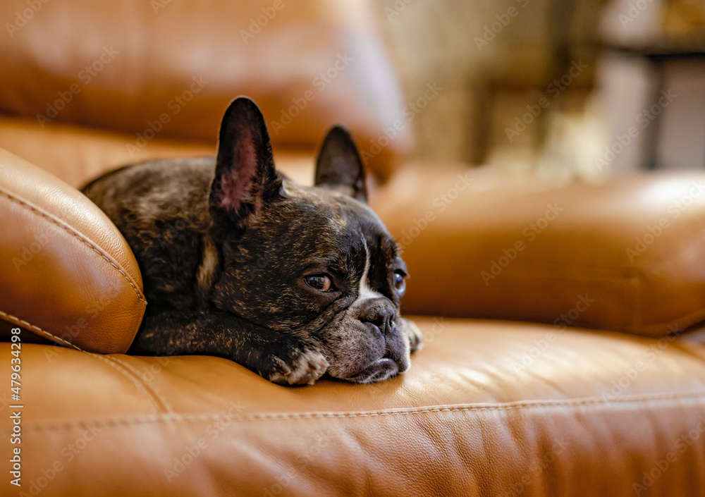 French bulldog chair