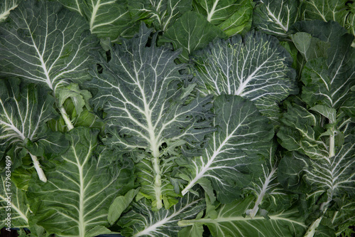 collard green leaves