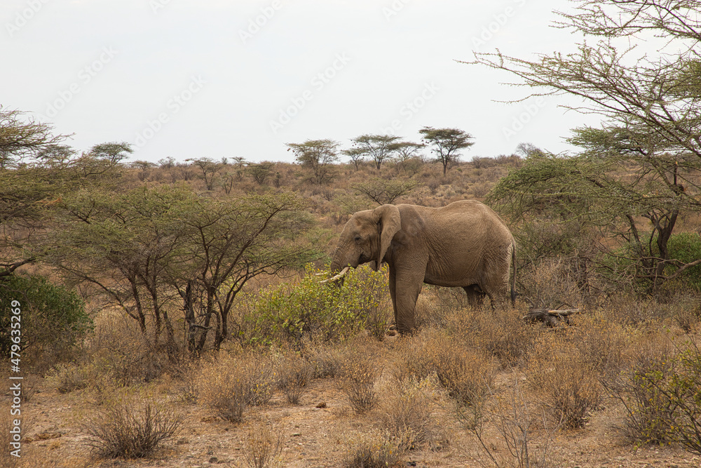 African elephant, Loxodonta africana, in the landscape of the Samburu National Reserve in Kenya.