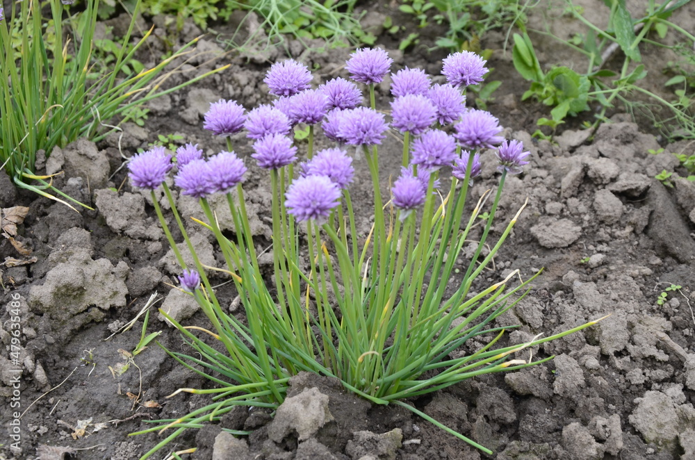 Chives, Allium schoenoprasum, with purple flowers growing in spring Chives, Allium schoenoprasum, with purple flowers growing in spring
