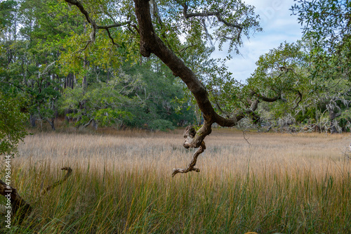An oak tree branch in foreground with a cord grass spartina in a salt-marsh tidal basin. 