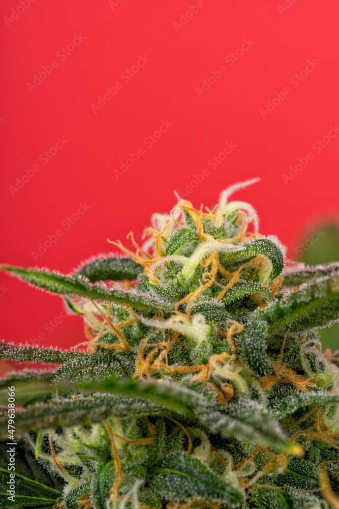 Obraz premium Detail of a bud of a Super Bud cannabis plant isolated on red