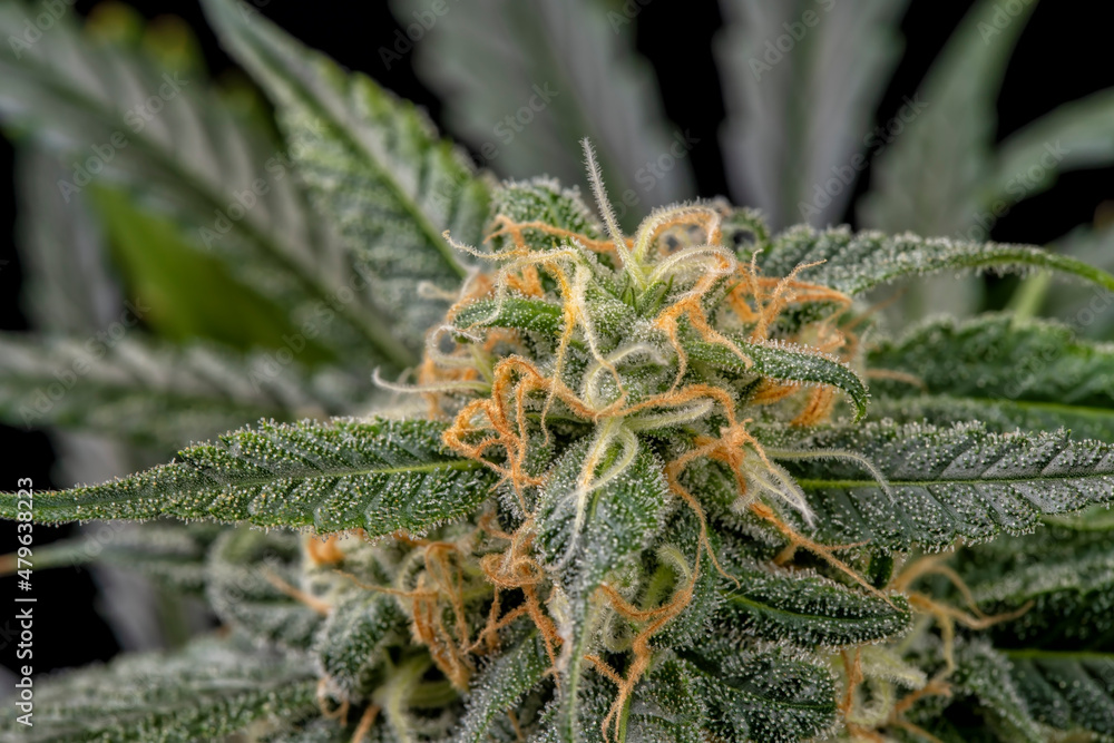 Detail of a bud of a Super Bud cannabis plant isolated on black