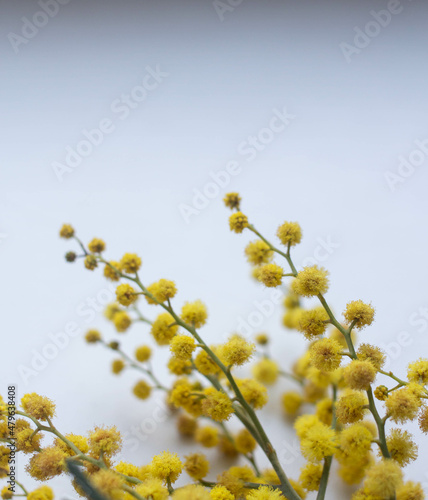 fresh mimosa flowers background. first spring flowers © arymer